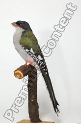 Cuban Trogon - Priotelus temnurus